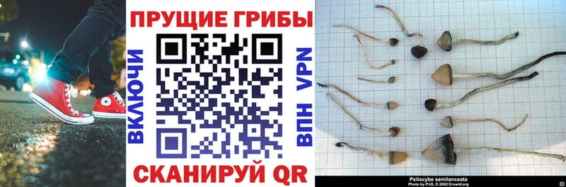 Купить  Красноярск  Галлюциногенные грибы Psilocybe 